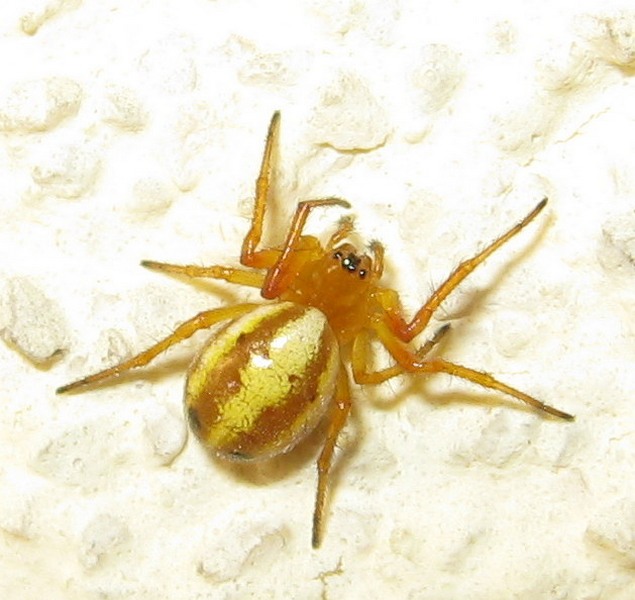 Hypsosinga sp.